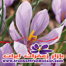 فروش کلی زعفران مشهد در اهواز