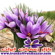فروش انواع گل زعفران فردوس در مشهد
