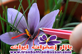 خرید زعفران صادارتی مشهد