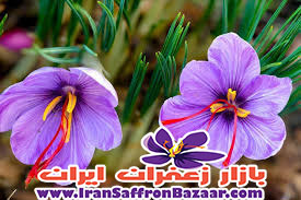 خرید پیاز زعفران فردوس در اصفهان