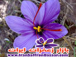 قیمت یک کیلو زعفران در خراسان جنوبی