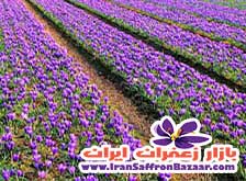 خرید پیاز زعفران برای کاشت
