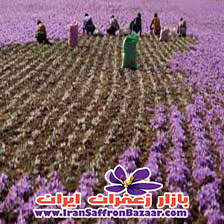فروش پیاز زعفران در اراک