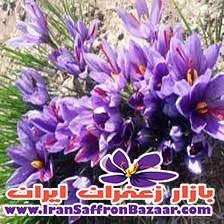 از سایت ما قیمت عمده مرغوب ترین و با کیفیت ترین زعفران ایرانی را بخواهید.