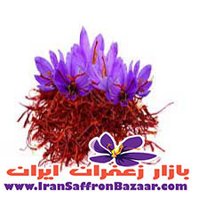 با ما برای خرید و کاشت پیاز زعفران با کیفیت در اصفهان ارتباط بگیرید.
